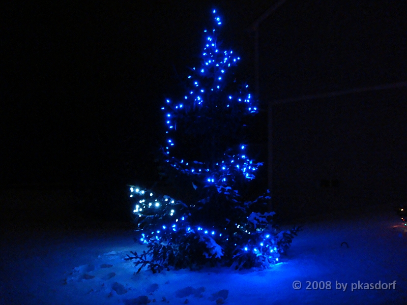 021 A2 Snowfall & Trees [2008 Dec 20].JPG - Our Christmas Trees for 2008.